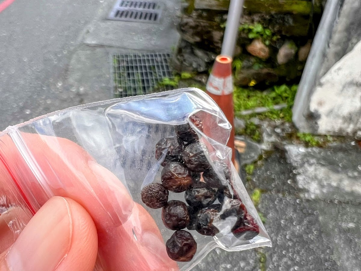 透明袋裝馬告果實，黑色圓形小顆粒，原住民山胡椒香料