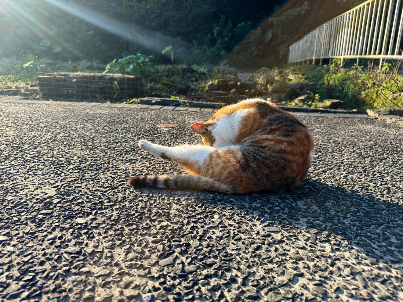 猴硐貓村橘白貓咪趴在路上悠哉曬太陽