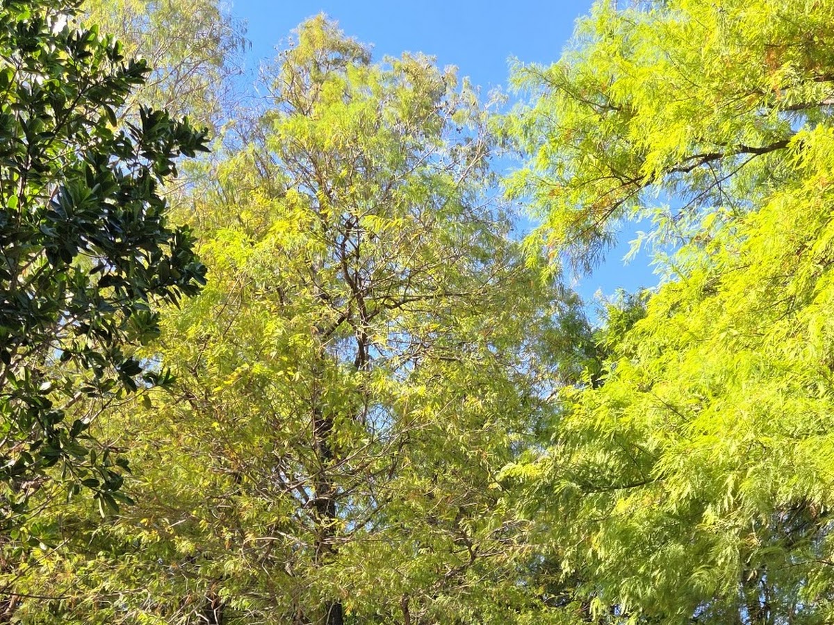 冬山河親水公園休憩木椅區 大樹遮蔭 藍天