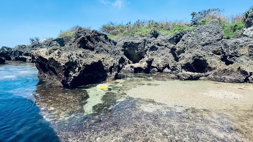 琉球嶼海岸生態與自然環境
