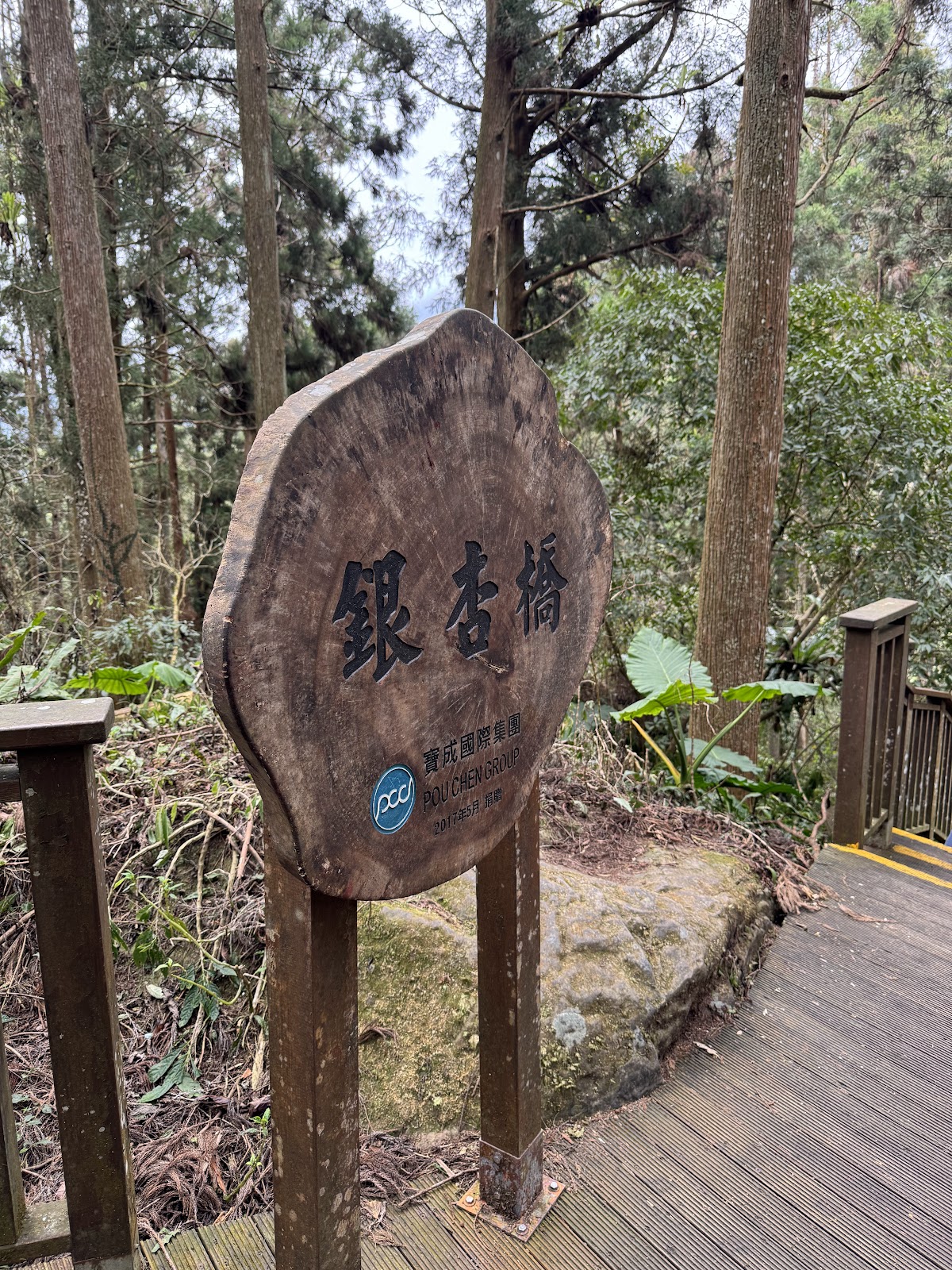 溪頭銀杏橋木製指標牌近照，背景為步道杉木林