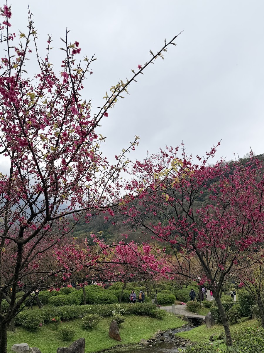 陽明公園內山櫻花盛開，粉紅色花樹倒映在水面