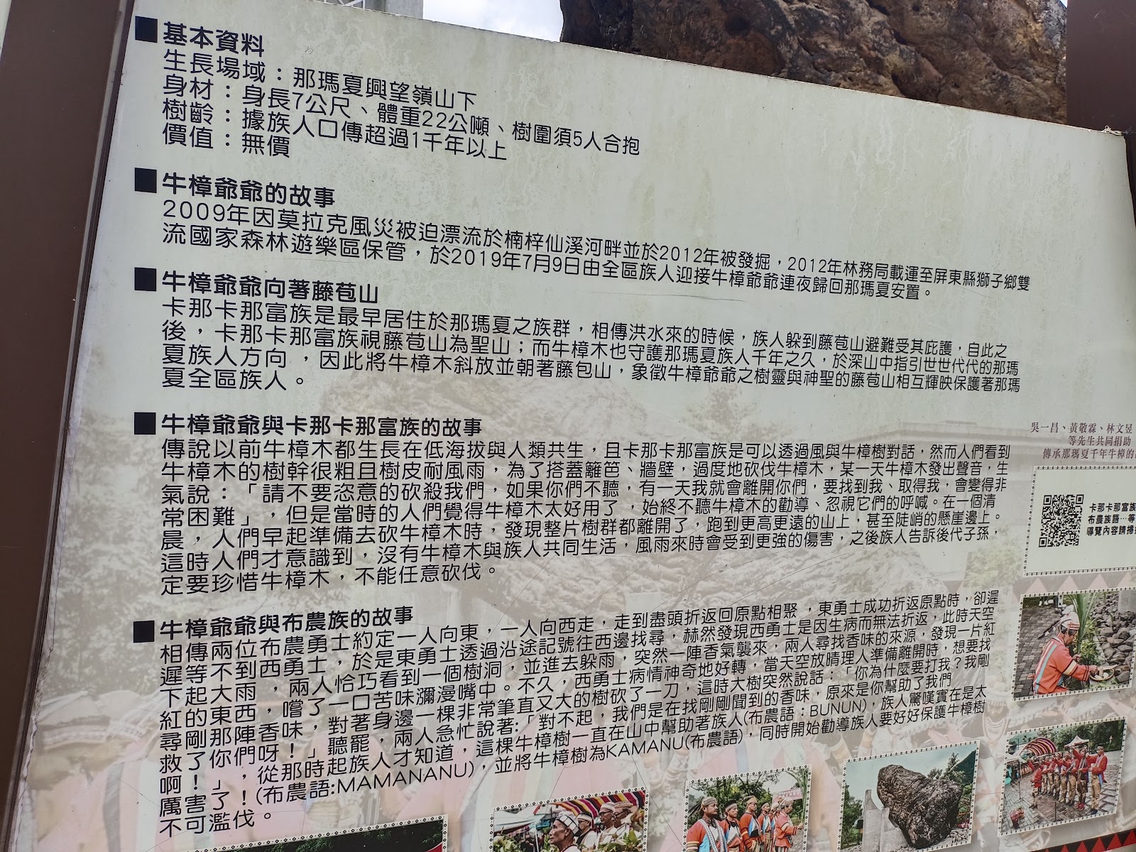 千年牛樟說明牌，記載身長7公尺、體重22公噸、樹圍需5人合抱