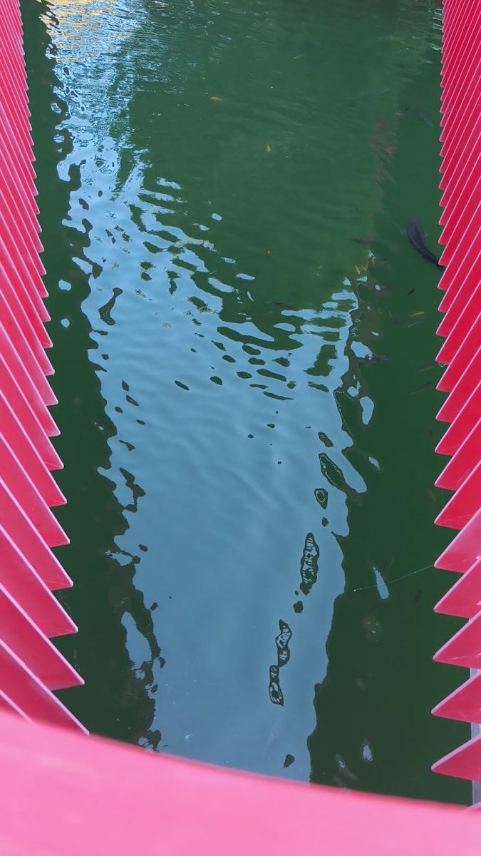 秋紅谷景觀生態公園粉色橋欄俯拍魚群生態池台中散步