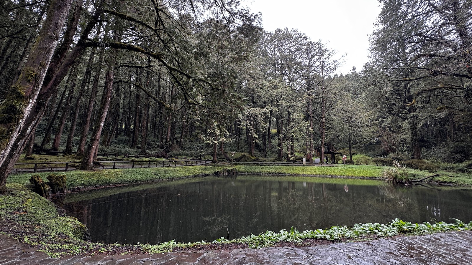 阿里山姊妹潭步道秋色，楓紅點綴在翠綠杉林間景色如畫