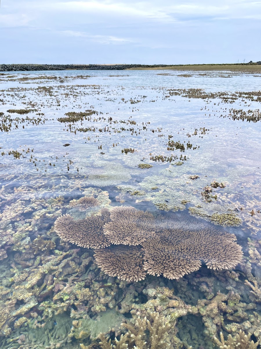 澎湖吉貝嶼退潮珊瑚礁淺灘,海水清澈見底
