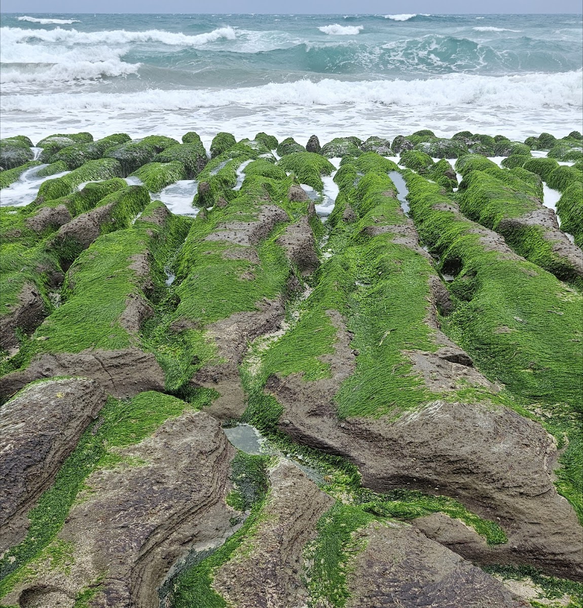 老梅石門海岸礁石，海浪拍打綠石槽，北海岸自然景觀