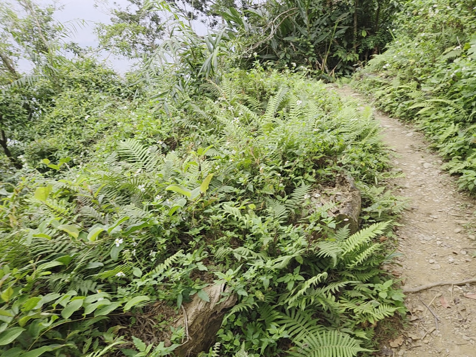 朝陽步道蜿蜒泥土路,兩旁茂密蕨類植物,宜蘭南澳自然步道