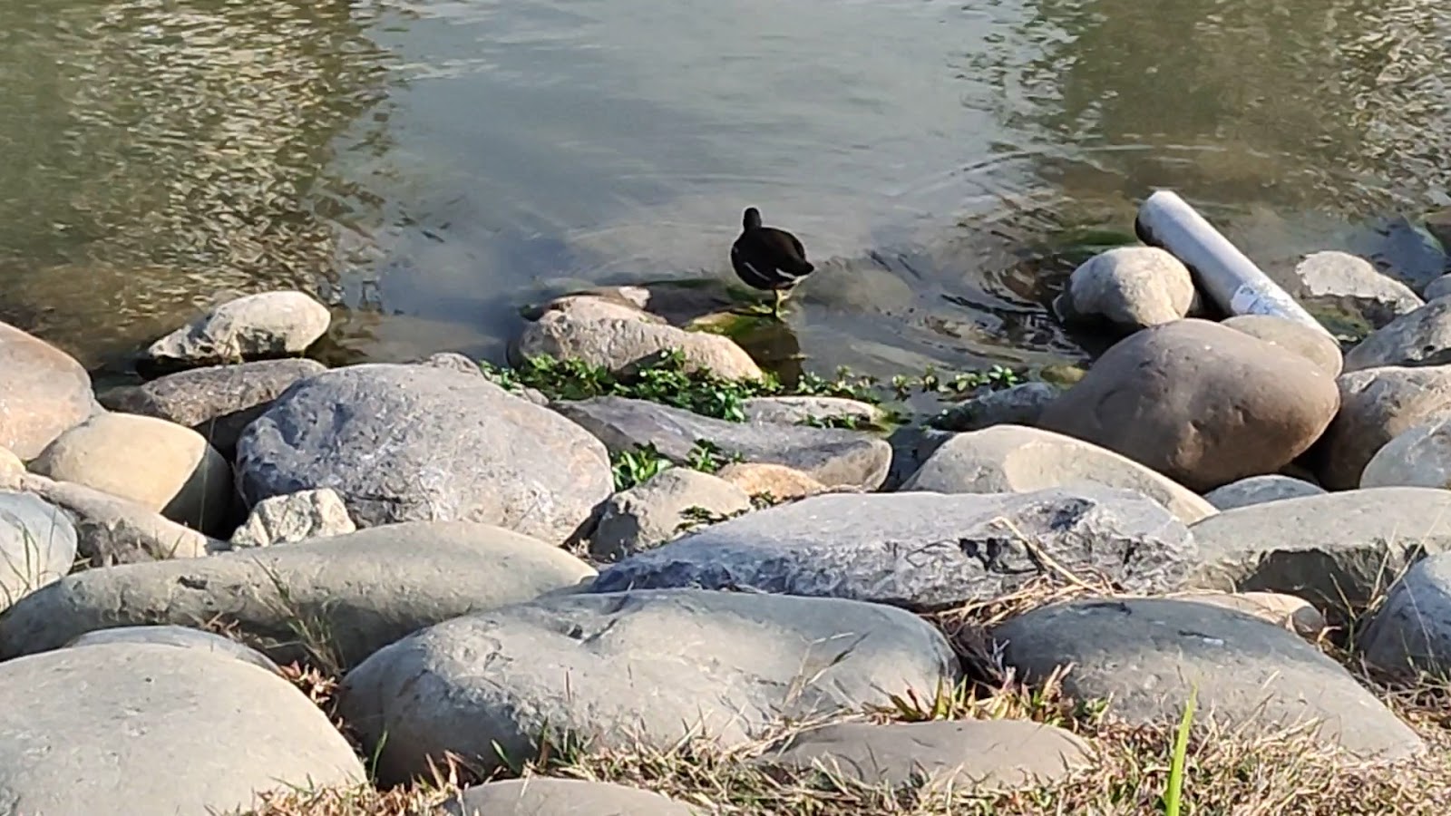 蓮池潭湖邊鵝卵石岸邊，水鳥悠然佇立，湖水粼粼