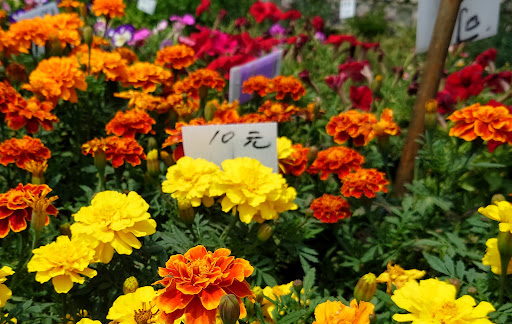 滿欣蘭草花園入口與植物陳列