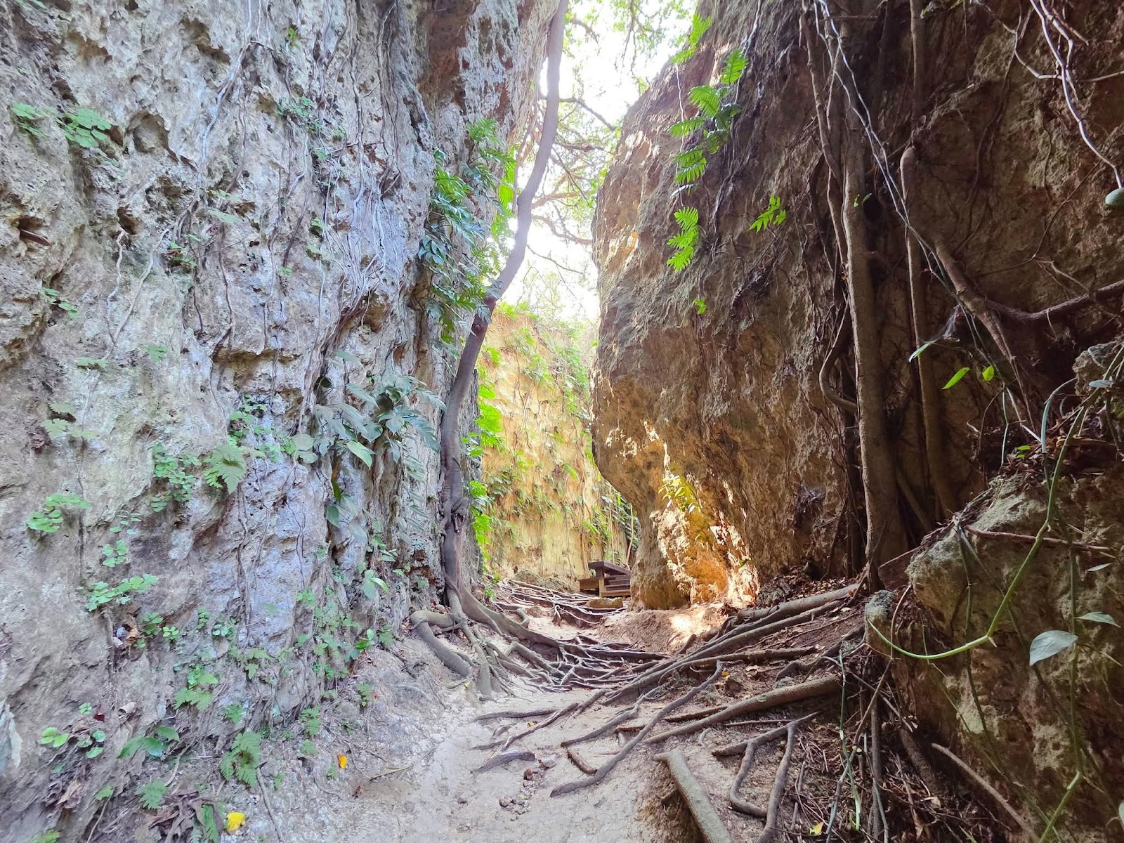 小琉球山豬溝生態步道珊瑚礁峽谷，樹根盤錯，原始地形