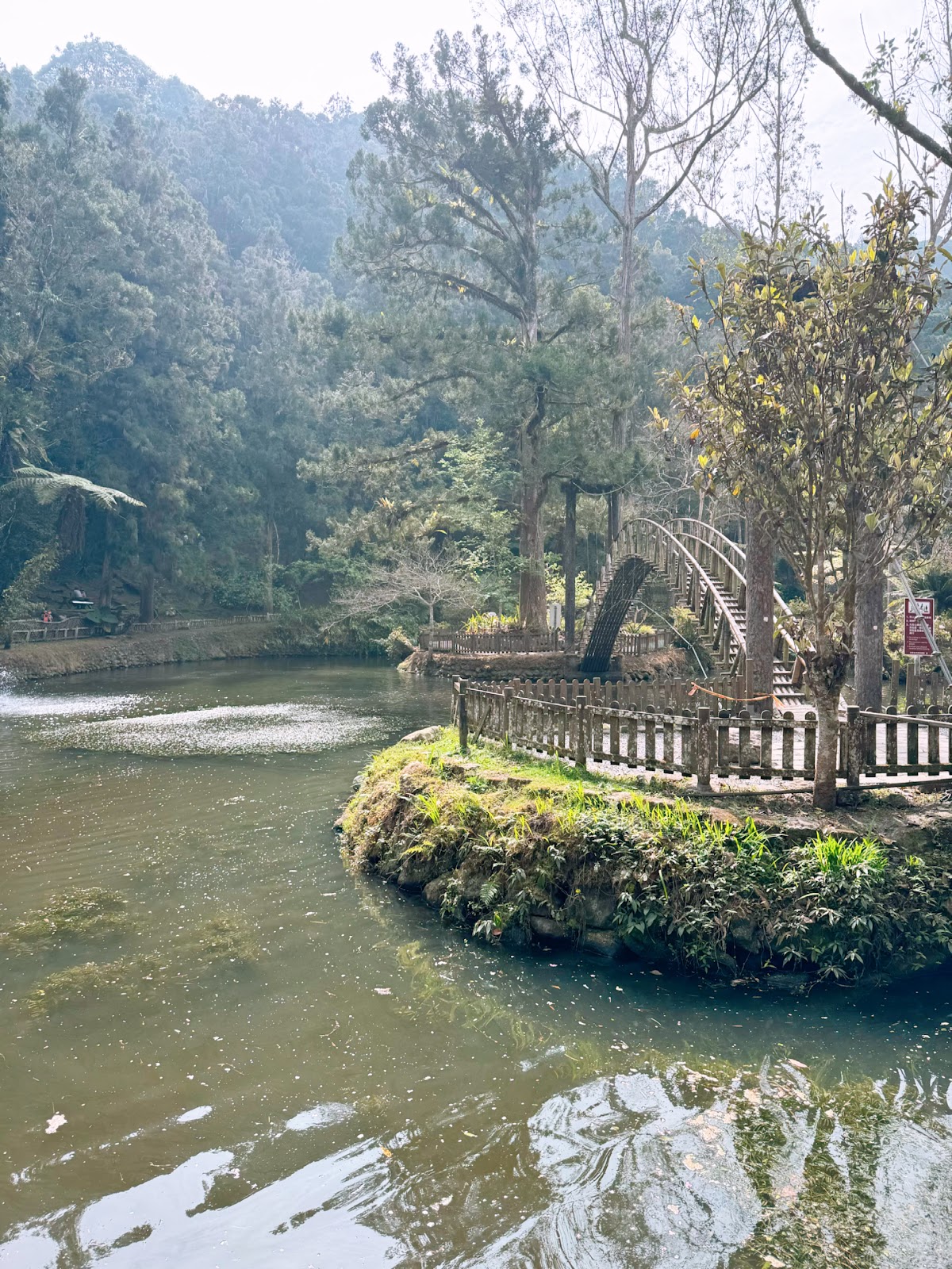 溪頭大學池近景，湖心木棧浮台周圍翠綠森林環繞