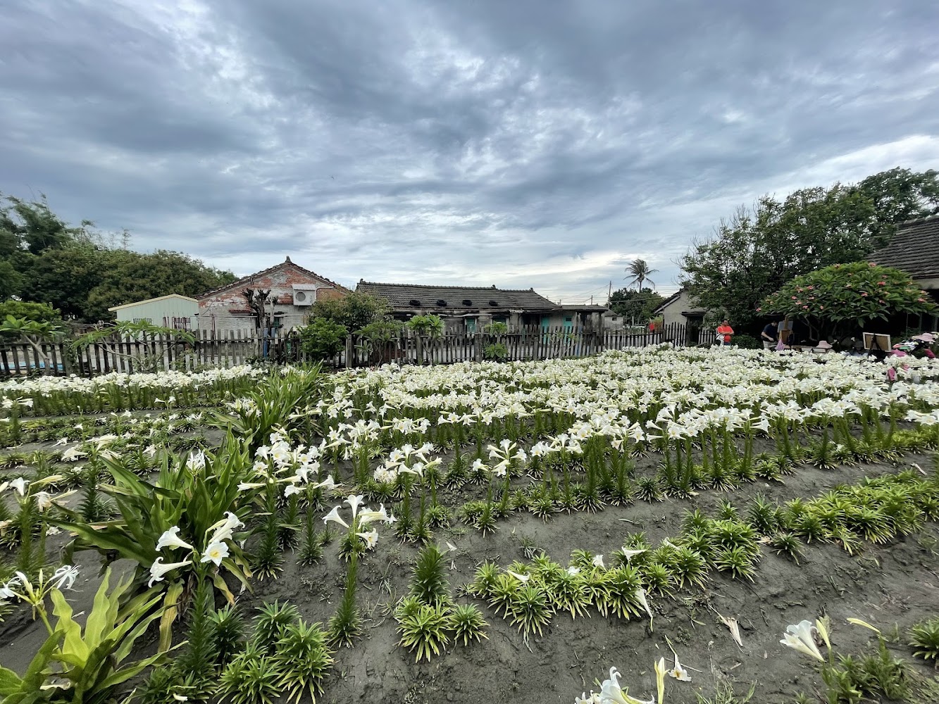 四湖中湖百合花園白色百合與老屋木欄杆鄉村景色