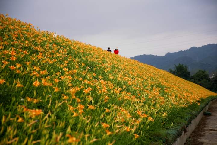 大湖社寮角金針花廊道山坡花景