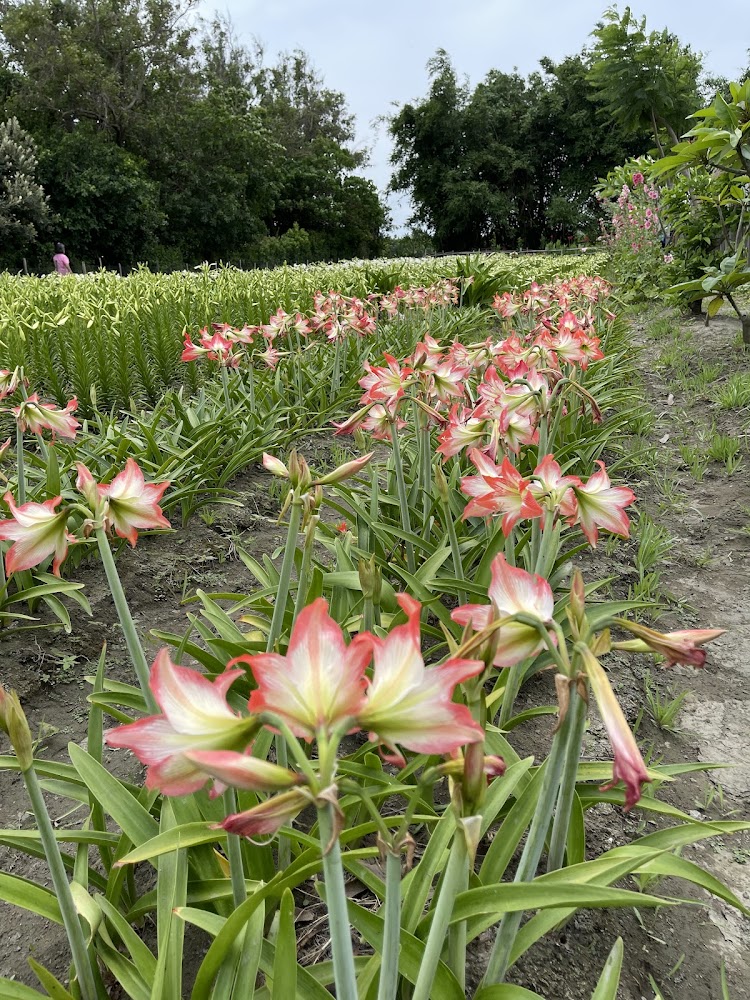 四湖中湖百合花園多色花卉與自然景觀