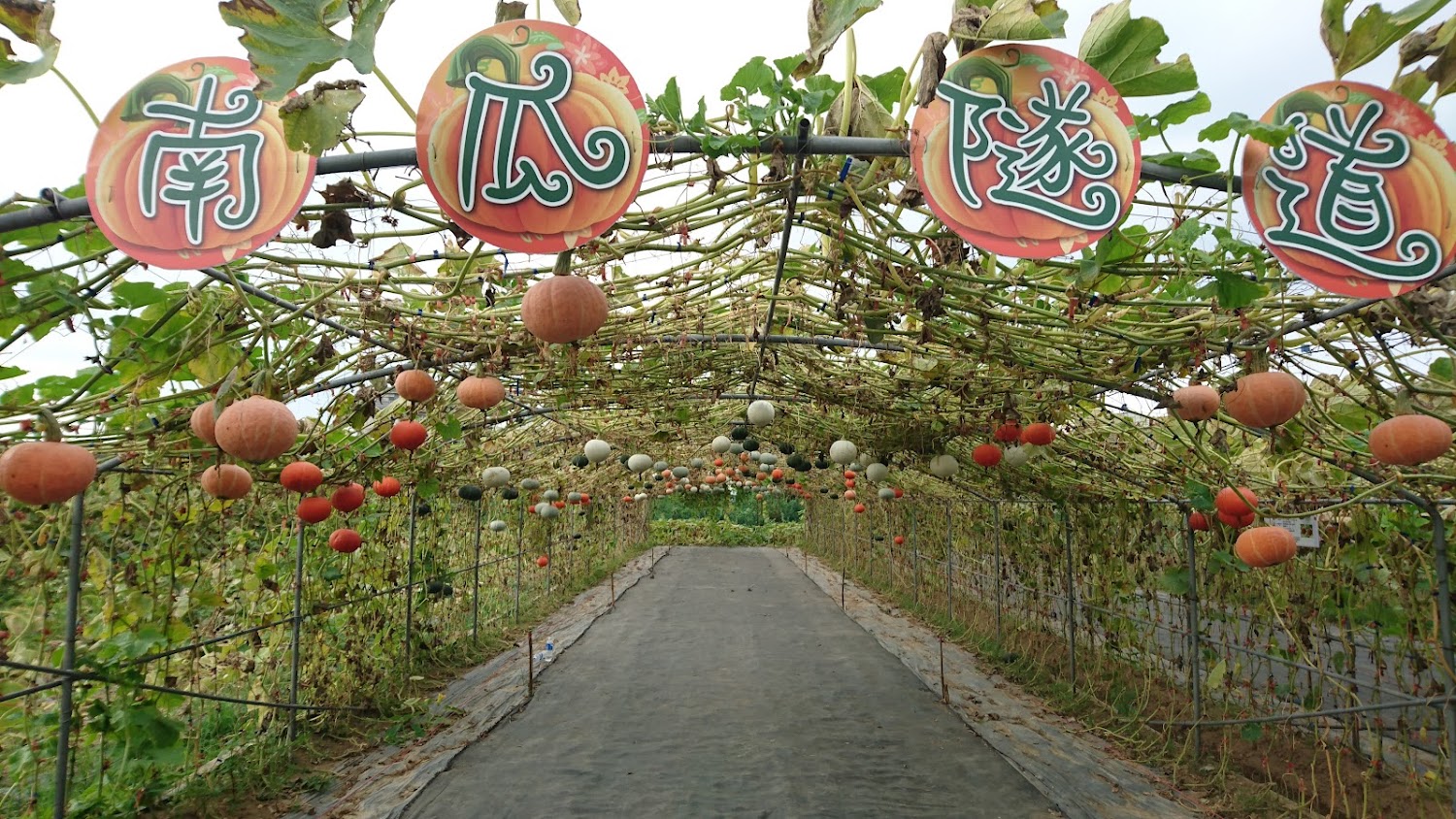 淡水南瓜隧道內懸掛多種南瓜