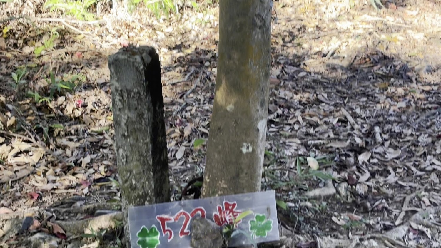 523峰標示牌與石柱