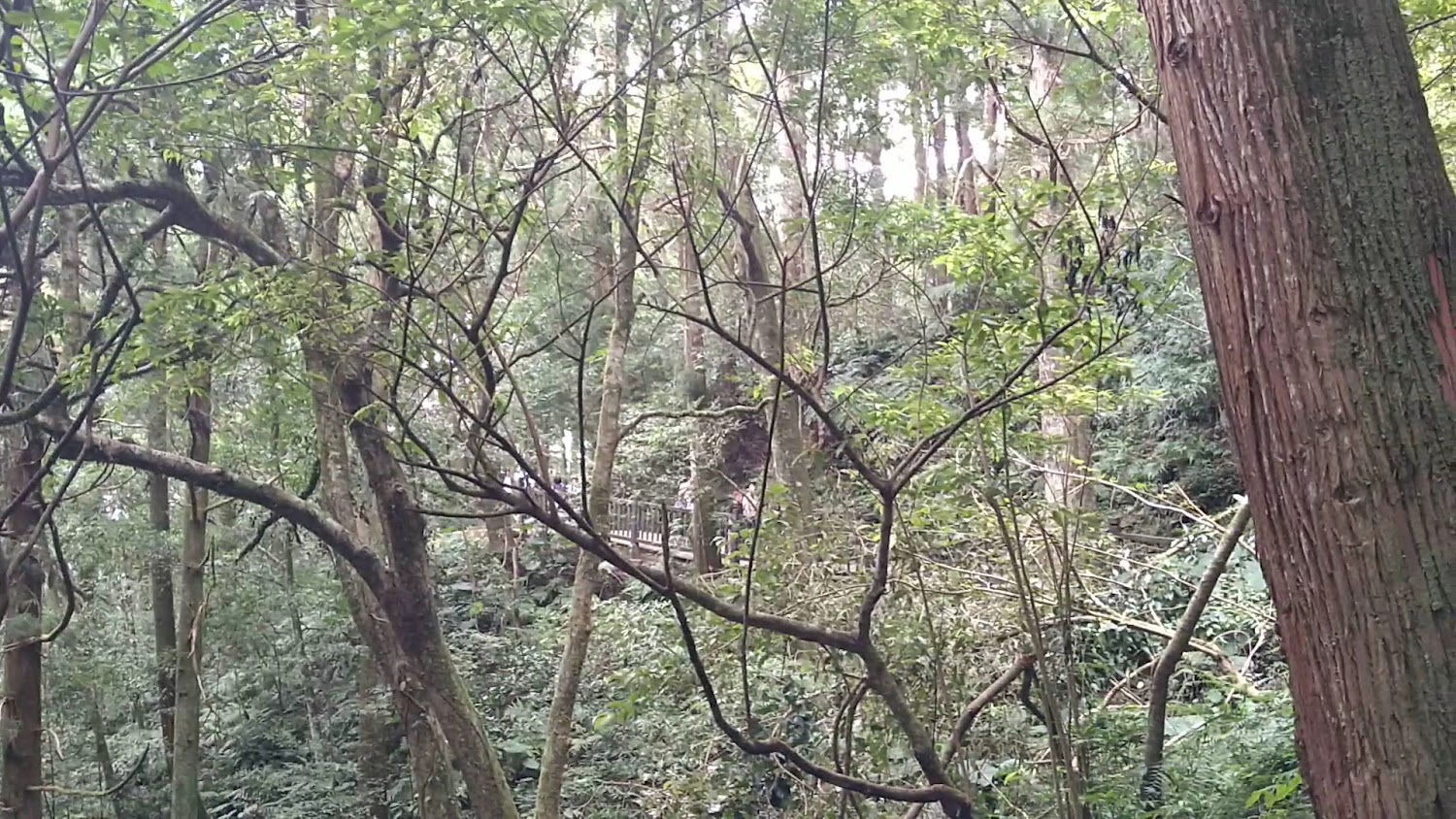 茂密森林與小木橋景觀