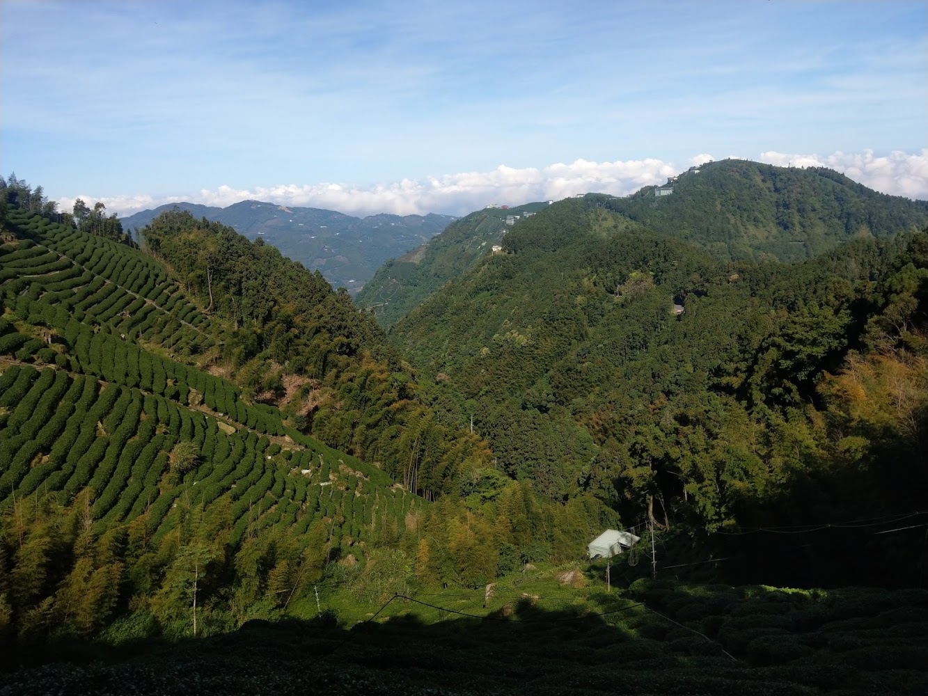 金柑樹山茶園與雲海景觀