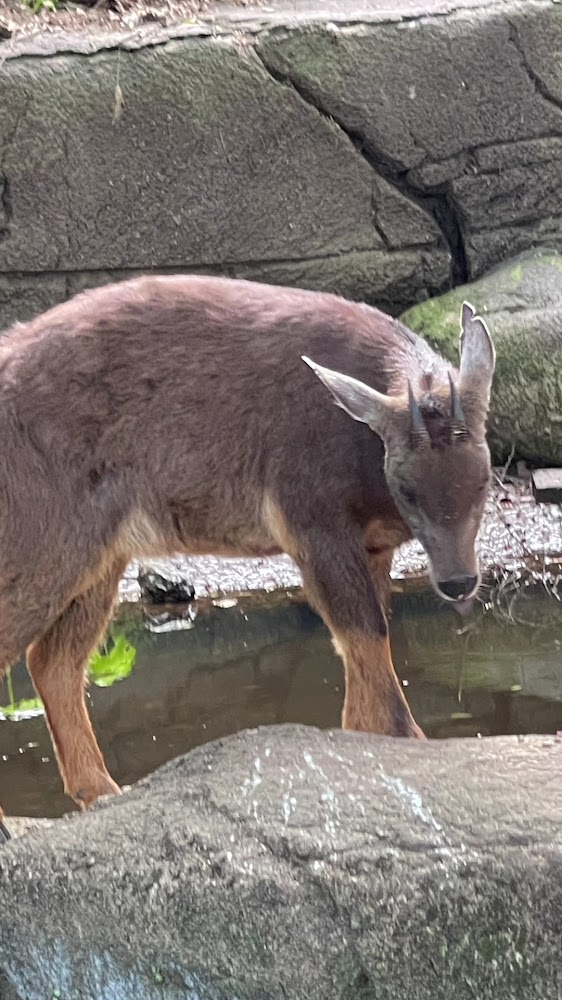 臺灣動物區山羌站在水池旁