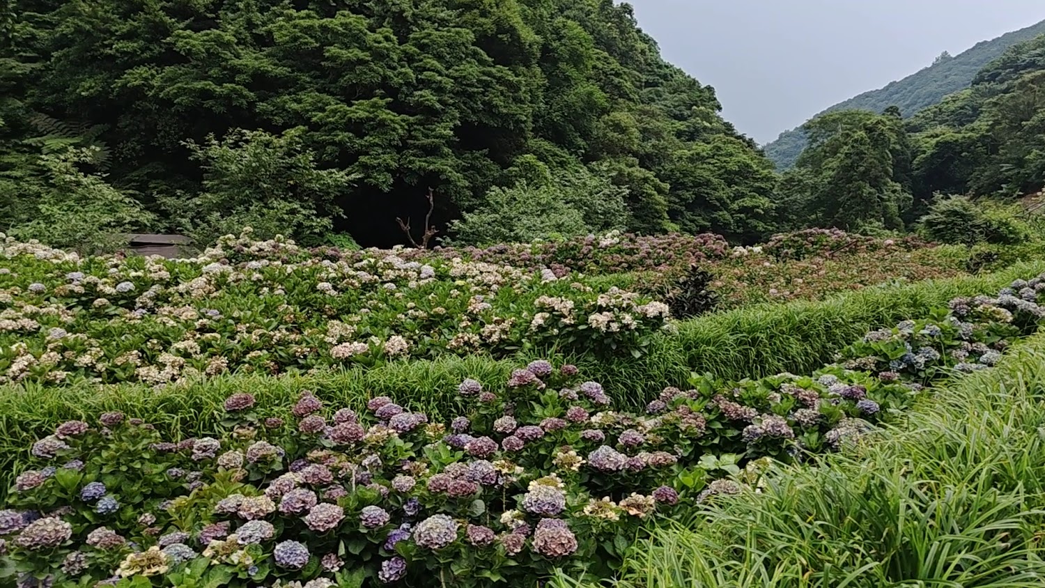 盛開繡球花田與山林背景