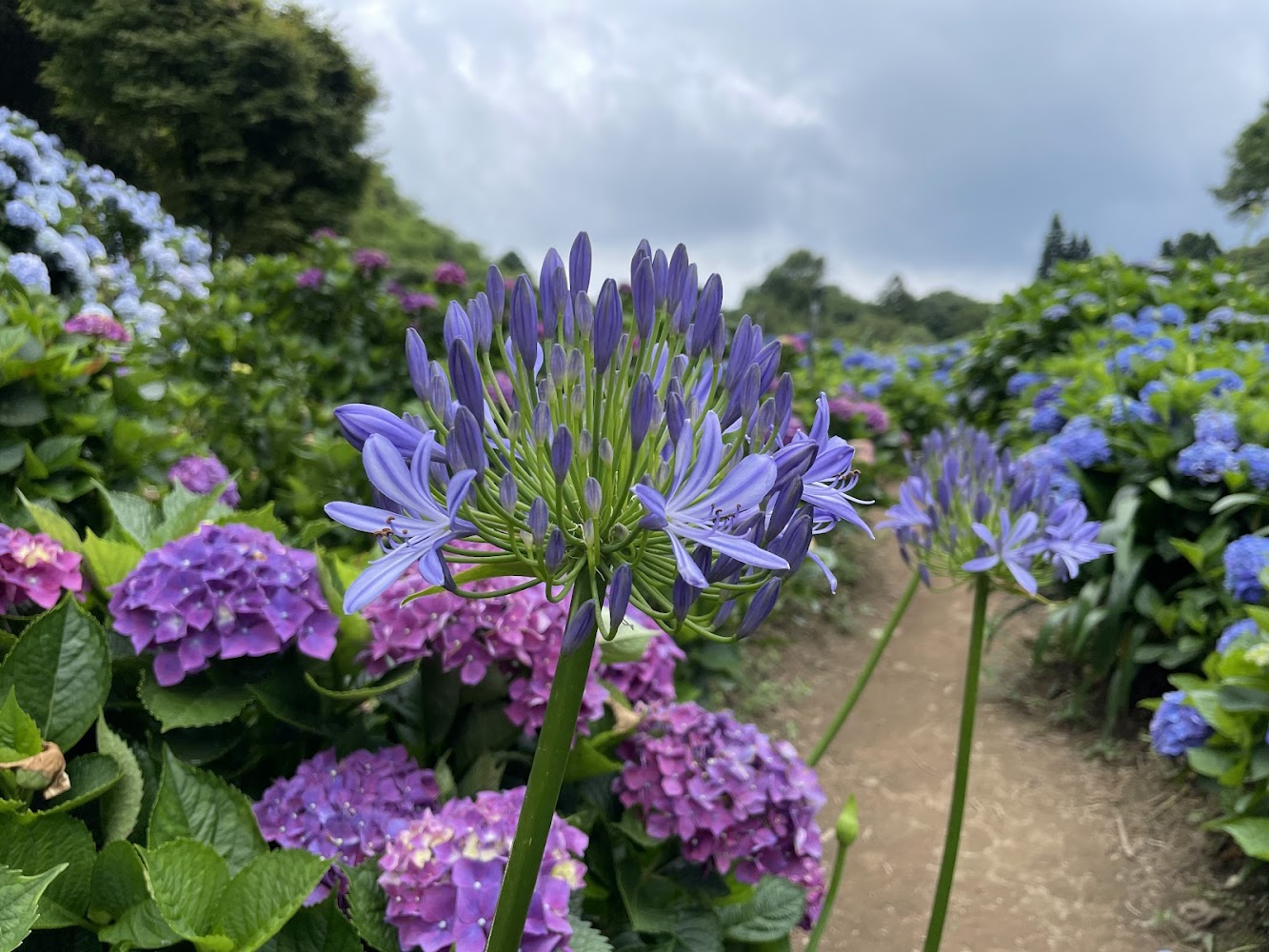 高家繡球花田水車寮第一園區步道花景