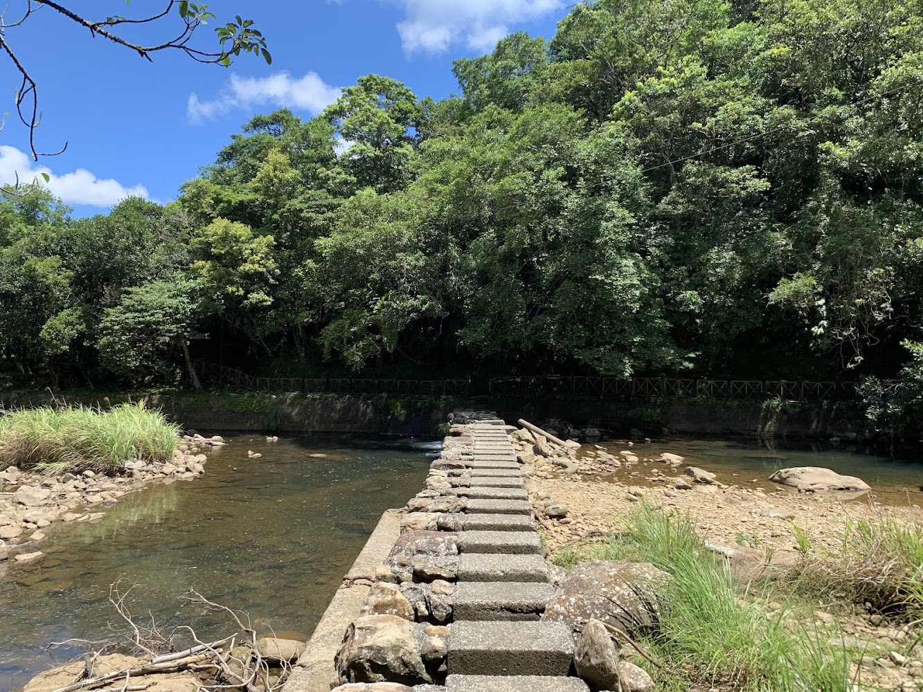 石板步道跨越小溪,四周綠樹茂密與河水清澈