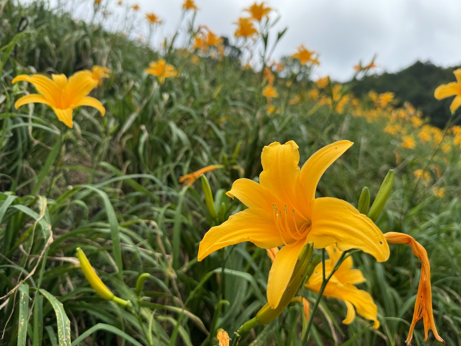 台東知本天山農場的金針花近拍，橙黃花瓣舒展，花蕊細緻，坡面延伸到後方