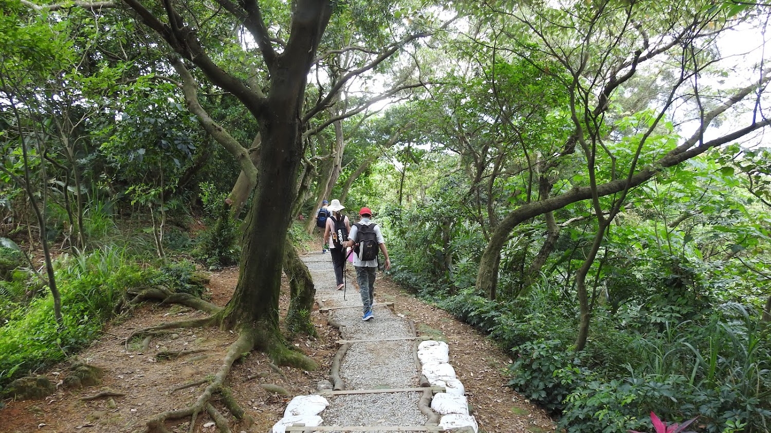 青龍嶺森林步道