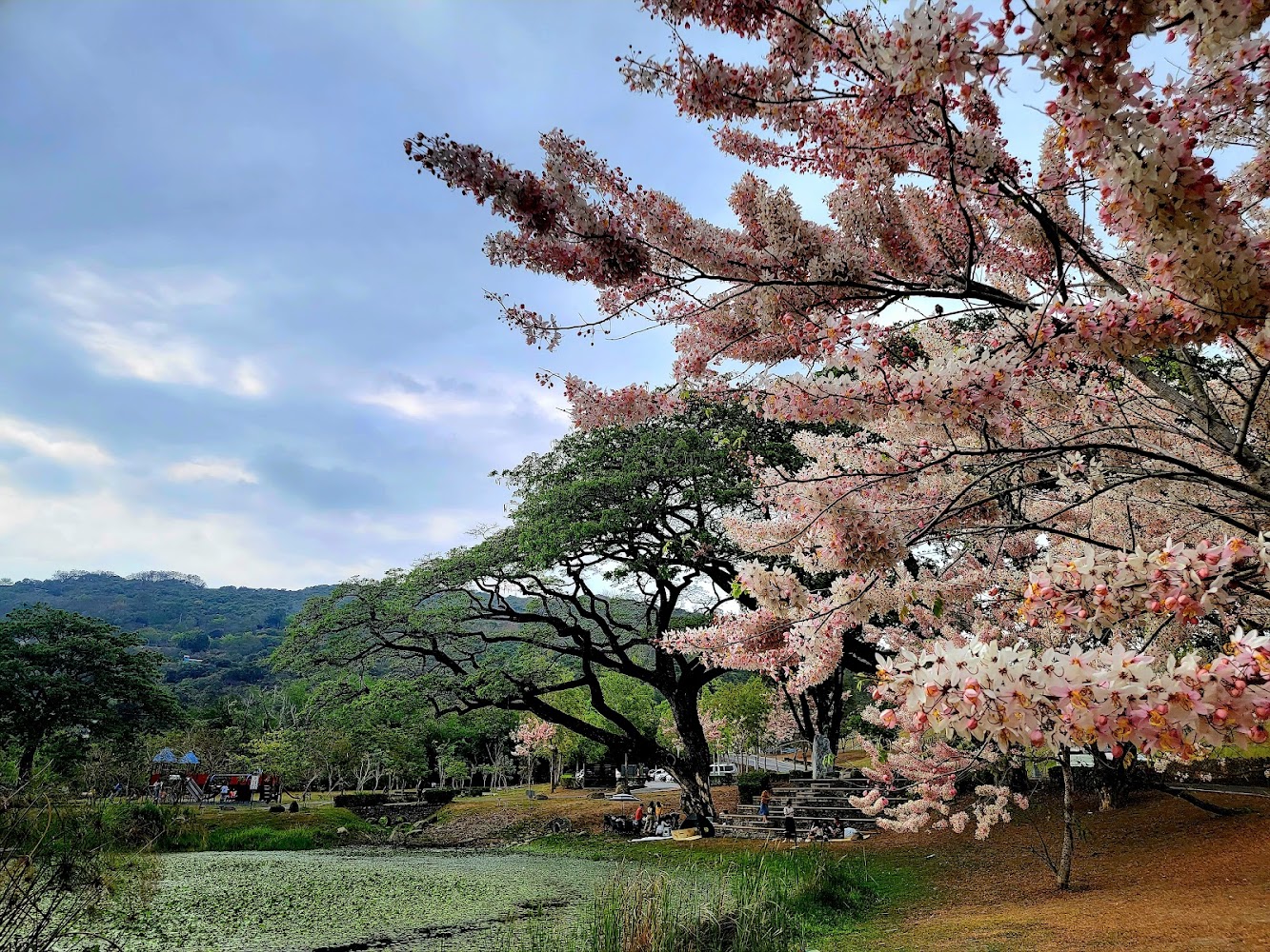 阿公店森林公園櫻花與池塘