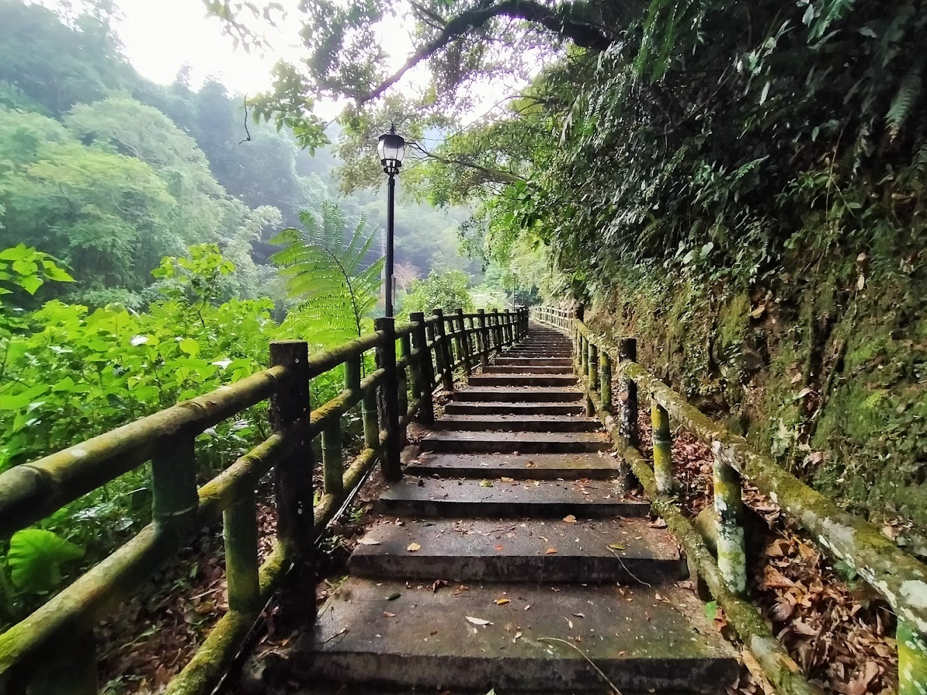 森林中的石階步道與木欄杆