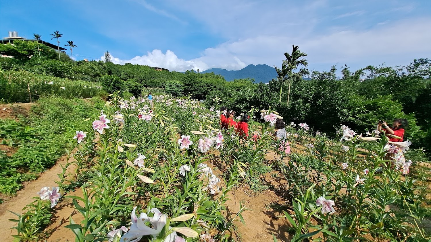百合花園內盛開的粉紅色百合與遊客拍照場景