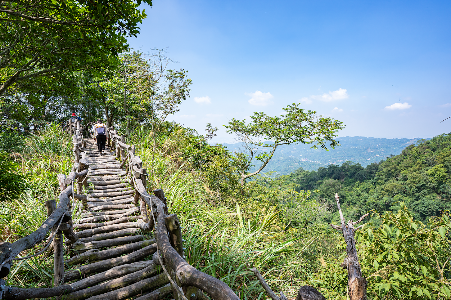 大坑二號登山步道木條步道與扶手，周圍綠意山景