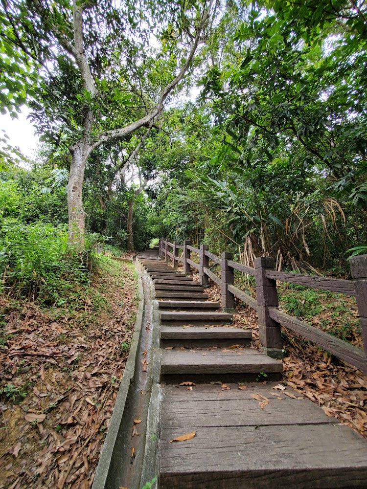 大坑七號登山步道木製階梯步道 surrounded by trees