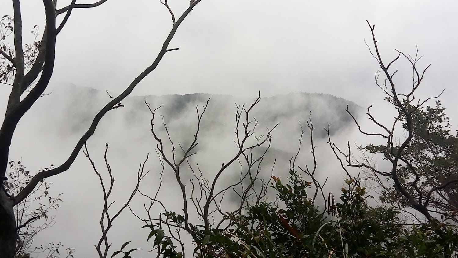 阿玉山雲霧瀰漫的山林景象