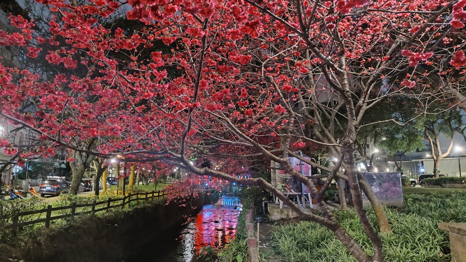莒光環保公園夜晚河岸櫻花景色