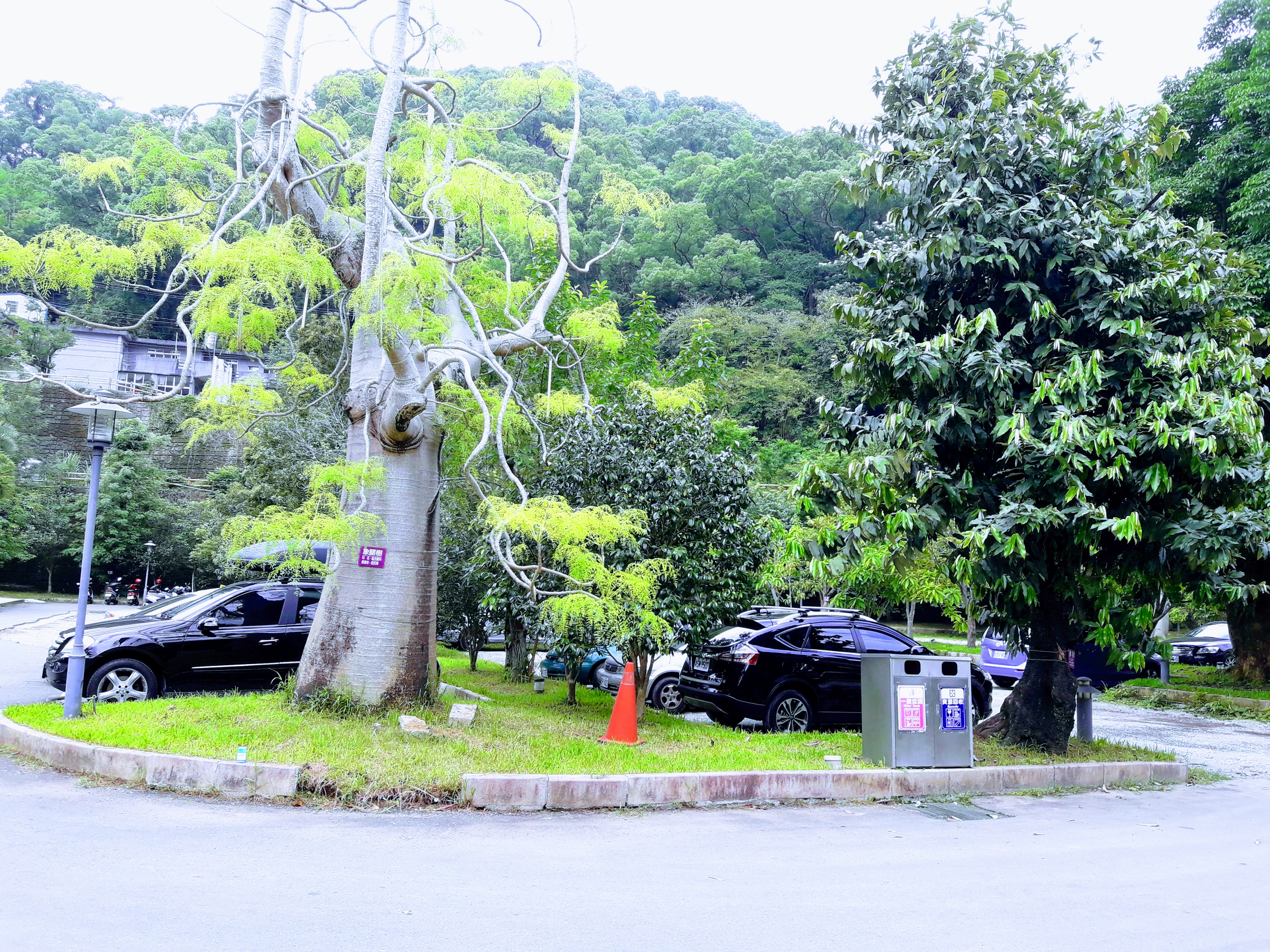 會來尖石溫泉渡假村停車場大樹與停車空間