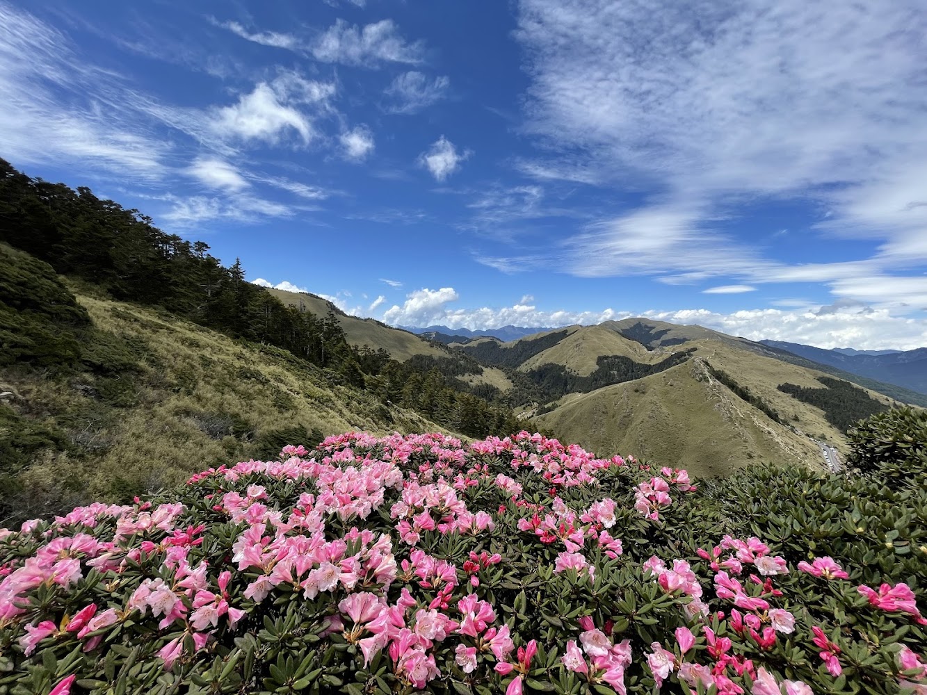 合歡山東峰步道山坡上的粉色杜鵑花