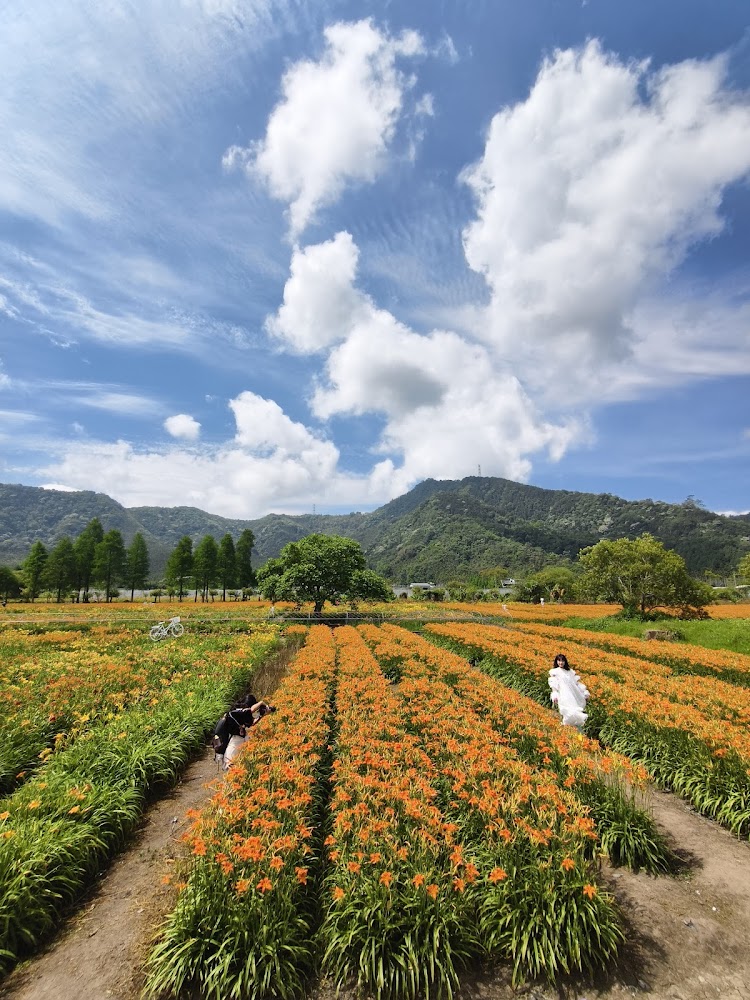 日月潭金針花園區大片金針花海與山景