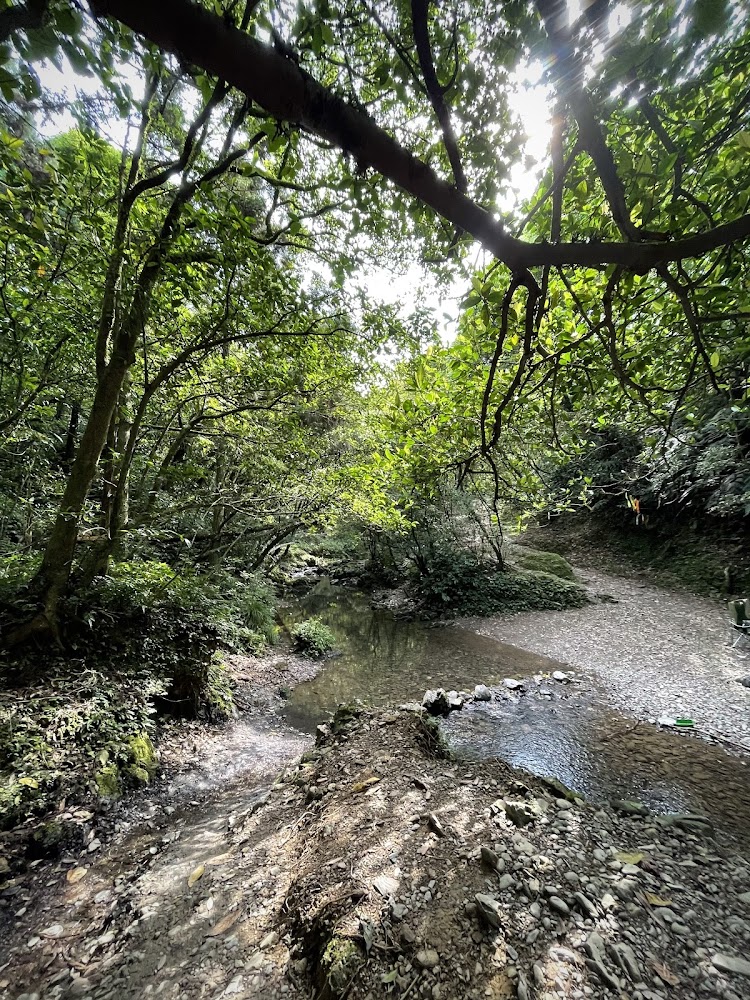 陽光灑落樹林與溪流間的小徑