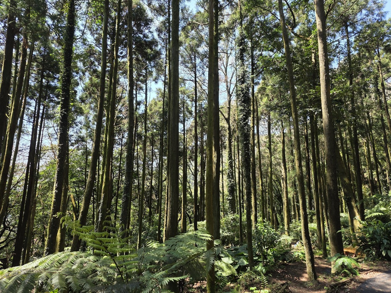 杉旅森林茂密森林景觀與陽光灑落