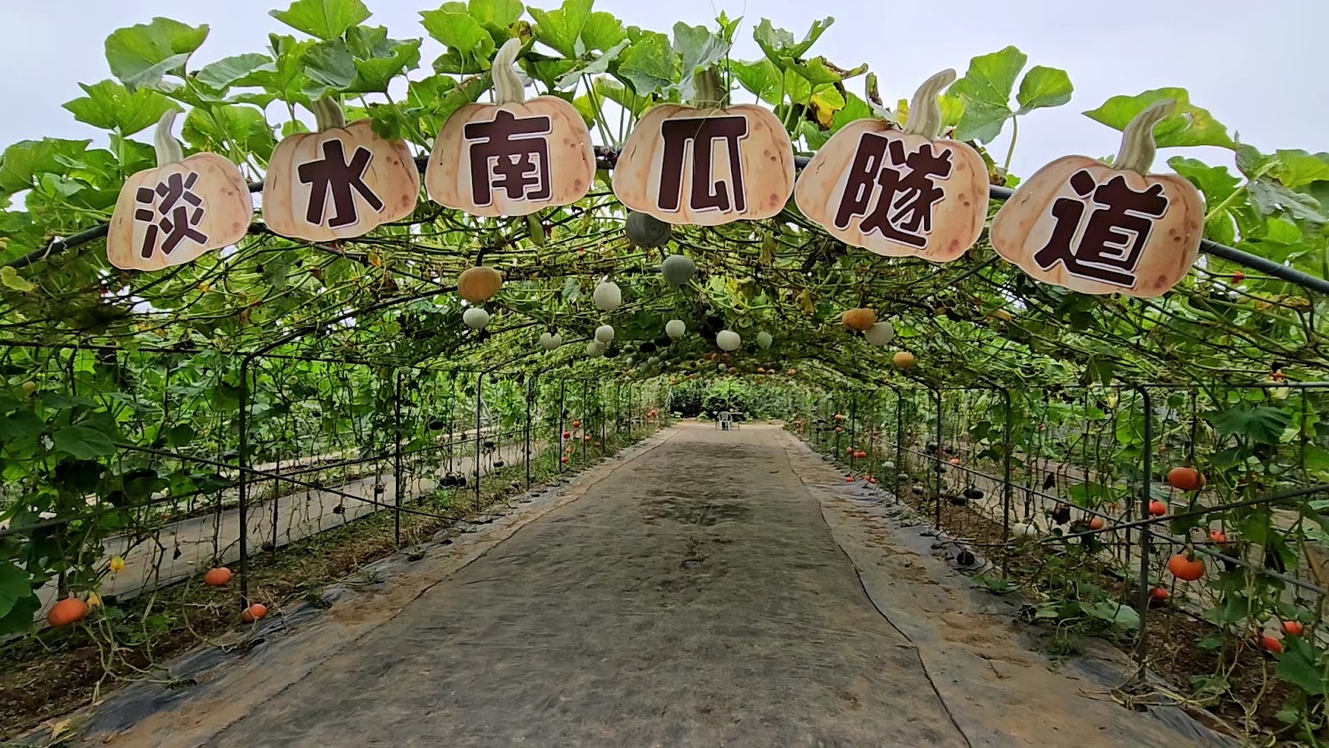 淡水南瓜隧道入口木牌與滿滿瓜棚景觀