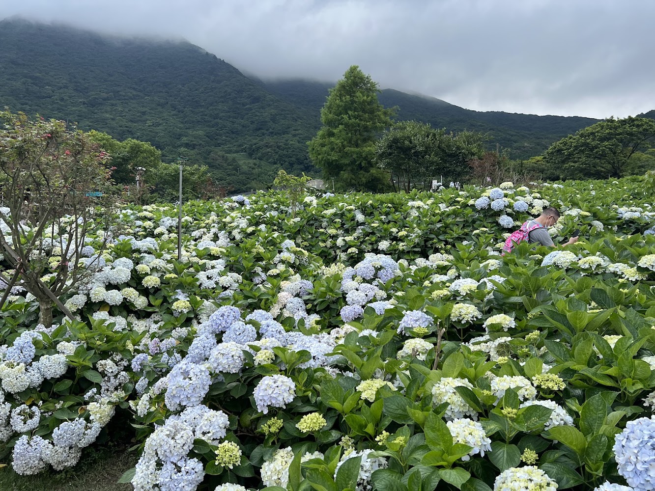 大片繡球花田與山嵐環繞山丘一人在花叢間攝影