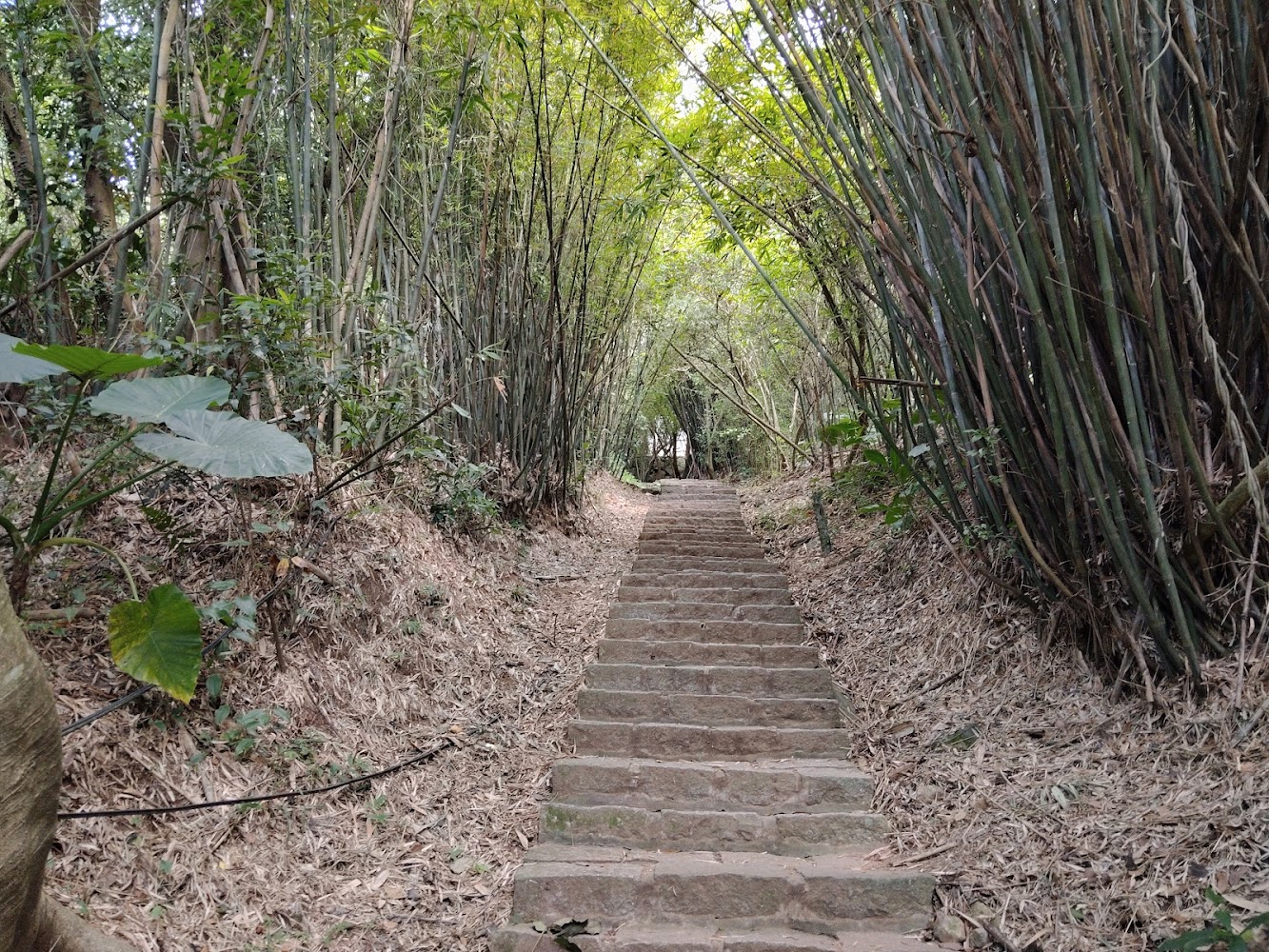 天母古道親山步道林蔭石階與竹林景觀