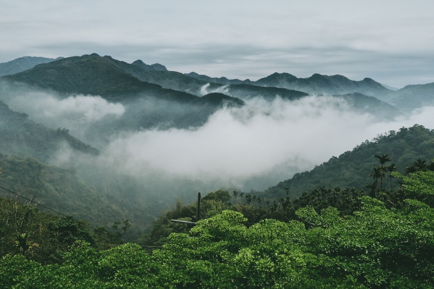 獨立山層層樹林與青山雲霧