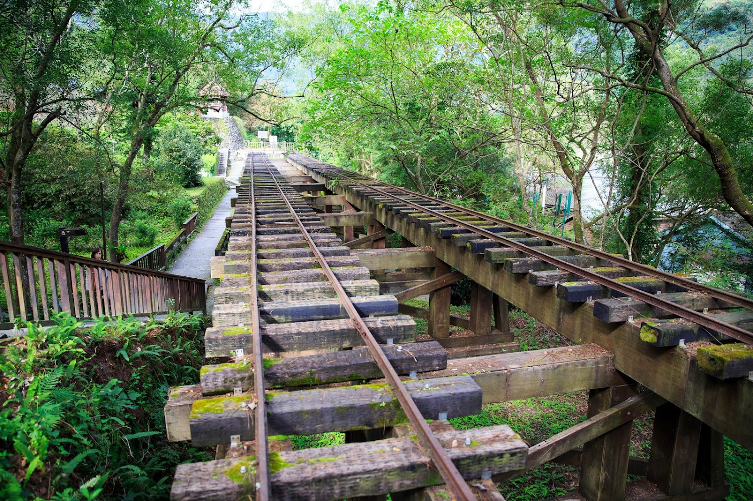 舊有的木造鐵道橫跨於樹林之間