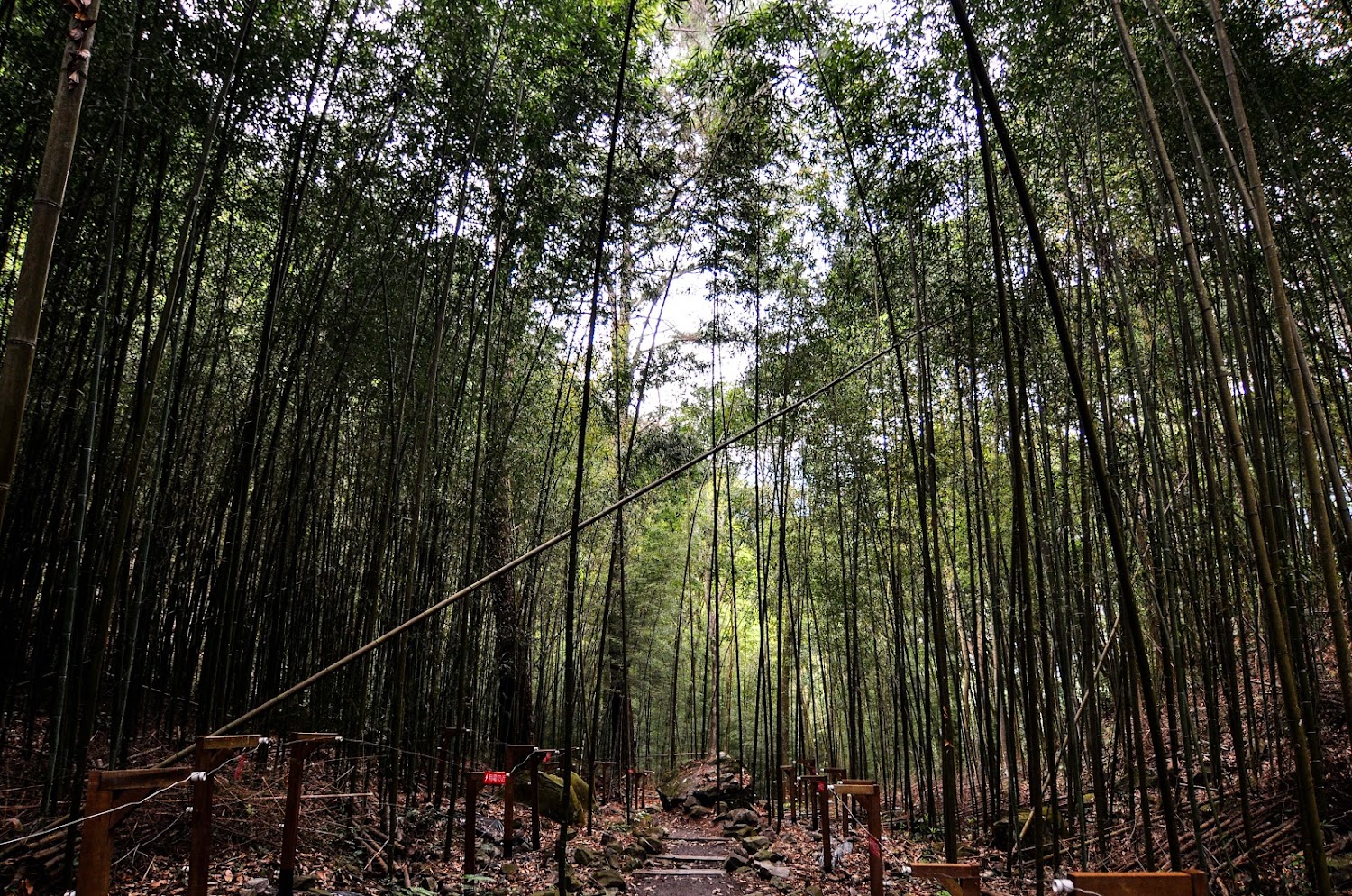 八仙山竹林步道