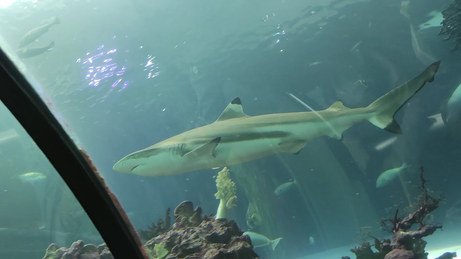 水族館中的鯊魚游動景象