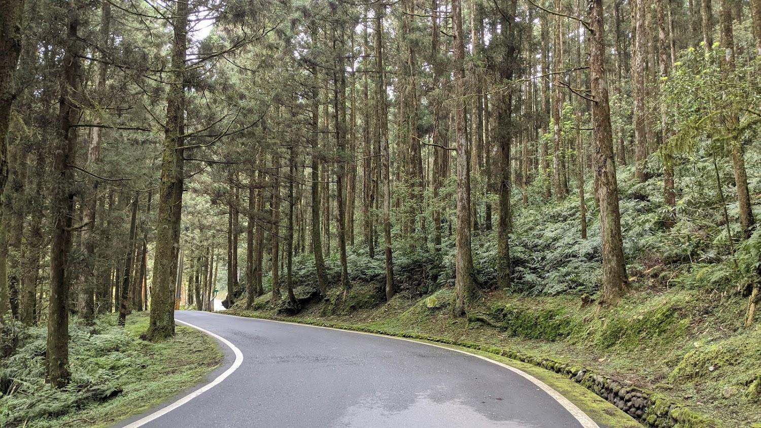 彎曲森林道路與兩側高大樹木