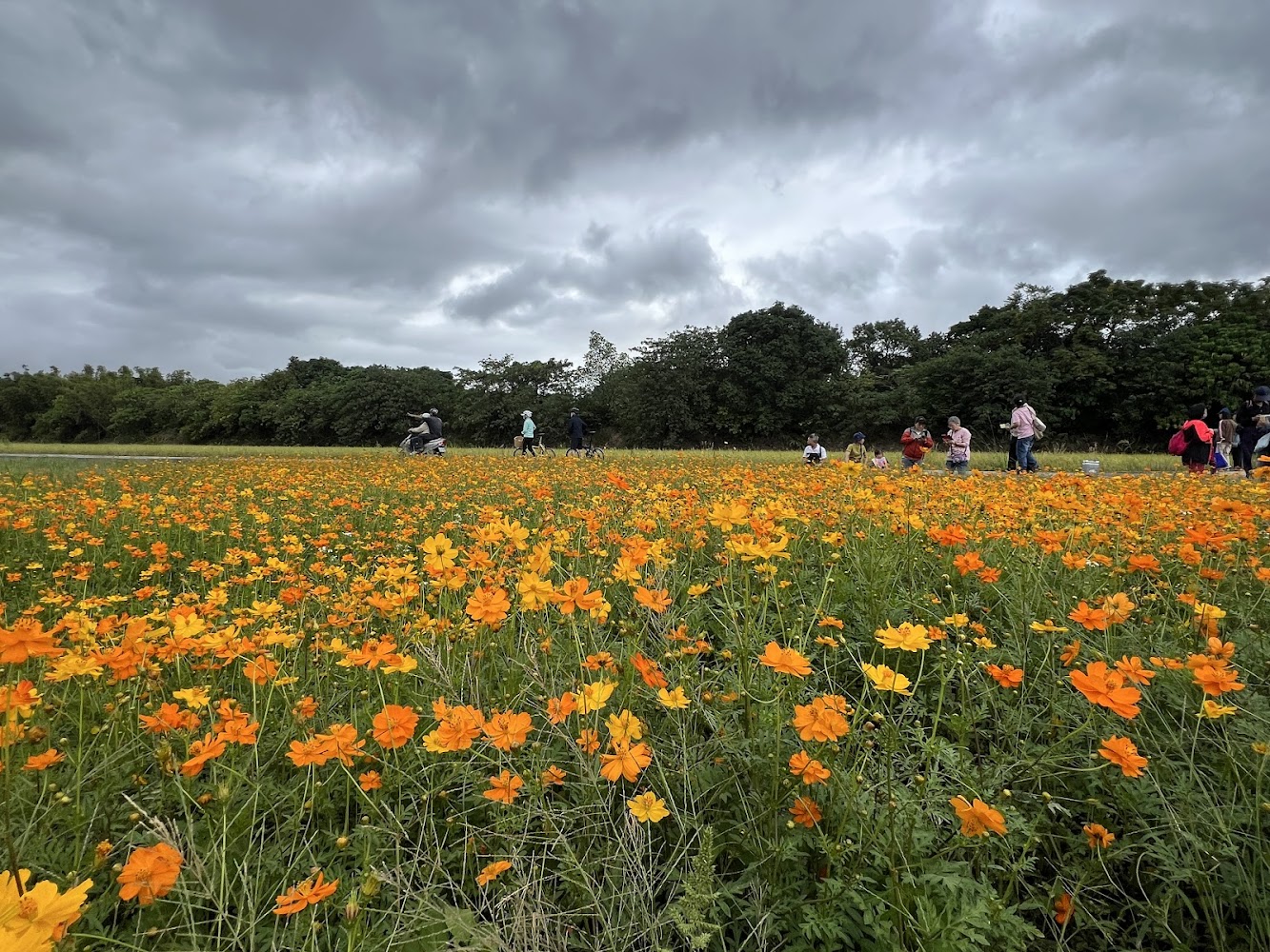 橙黃色野花花海與遊客